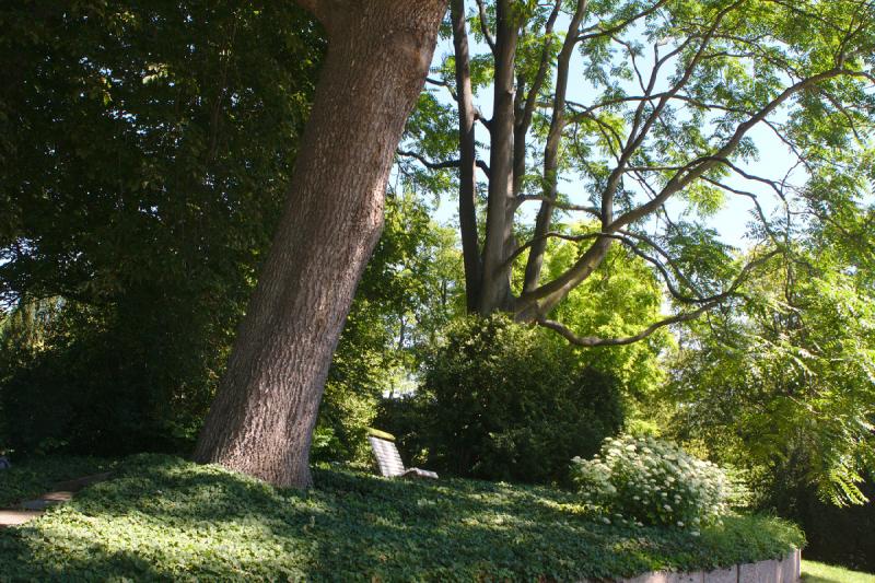 2019-07-23 11:52:35 ** Botanical Garden, Erfurt, Germany ** 