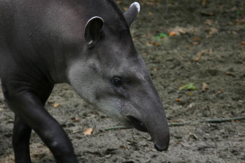 2005-08-24 12:56:54 ** Berlin, Deutschland, Zoo ** Tapir.