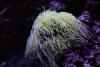 Seeanemone.