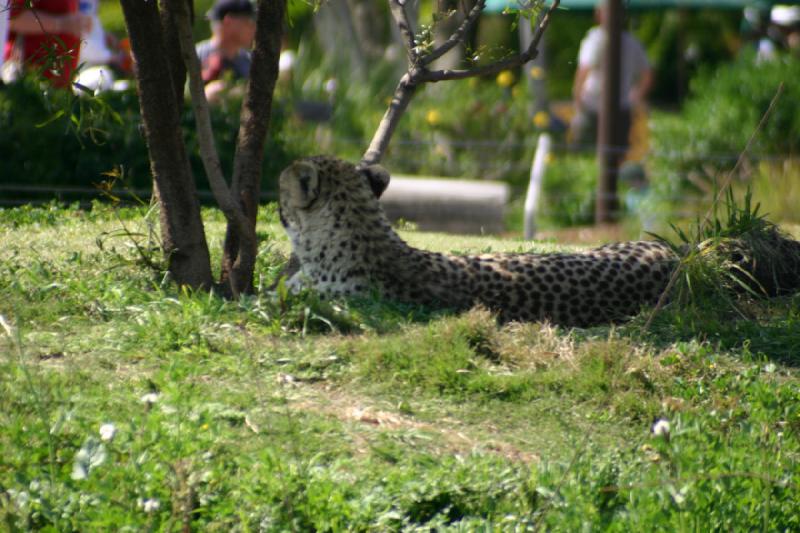 2008-03-21 14:08:12 ** San Diego, San Diego Zoo's Wild Animal Park ** Gepard.