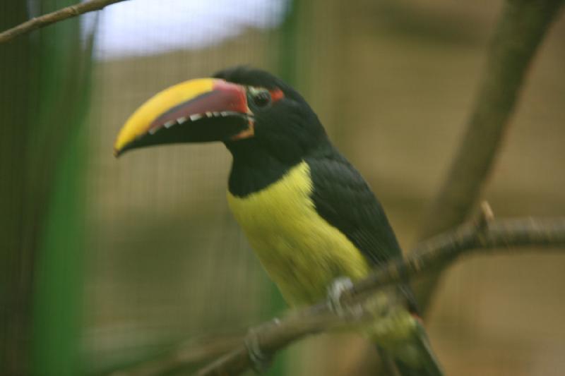 2010-04-13 13:41:30 ** Deutschland, Walsrode, Zoo ** 