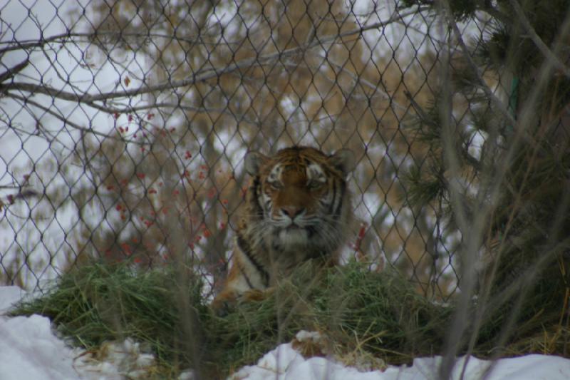 2007-12-09 16:11:04 ** Utah, Zoo ** Sibirischer Tiger.