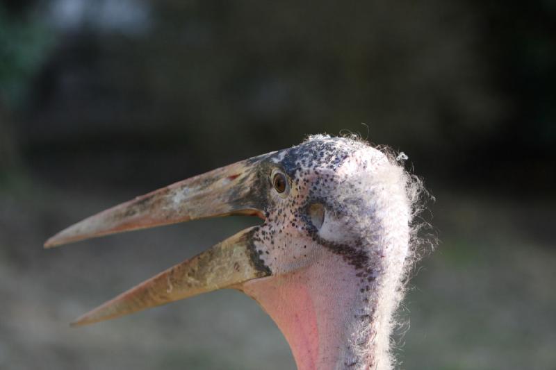 2010-04-13 17:52:47 ** Deutschland, Walsrode, Zoo ** 