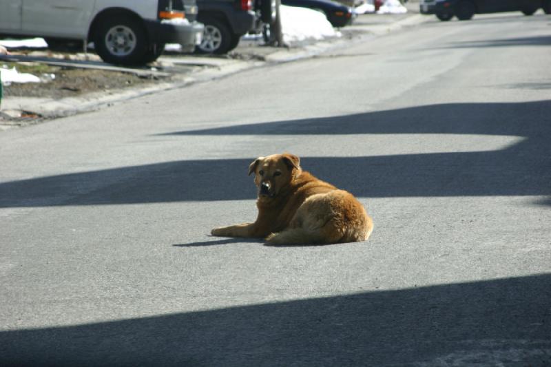 2006-04-18 10:32:34 ** Dieser Hund hat es sich mitten auf der Straße gemütlich gemacht. Die Sonne hat wahrscheinlich die Straße etwas aufgeheizt.