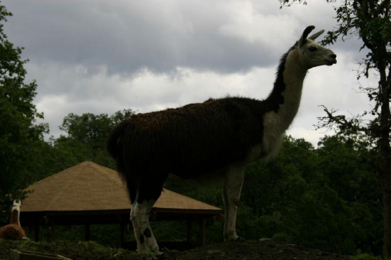 2005-05-07 14:42:29 ** Oregon, Roseburg, Zoo ** Lama.