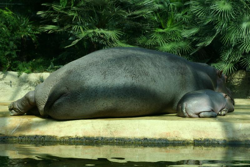 2005-08-24 14:32:46 ** Berlin, Deutschland, Zoo ** Nilpferd mit Baby.