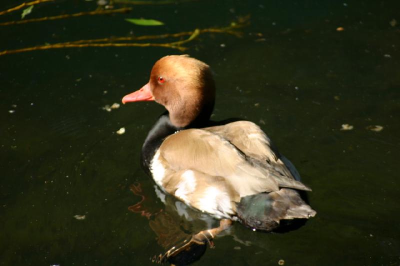 2005-05-21 17:31:00 ** Tracy Vogelpark ** Ente mit roten Augen.