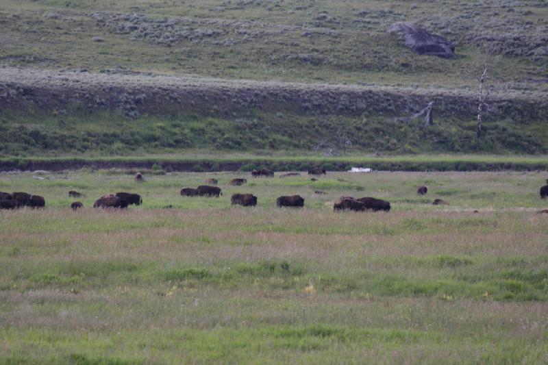 2009-08-05 13:32:49 ** Bison, Yellowstone Nationalpark ** 