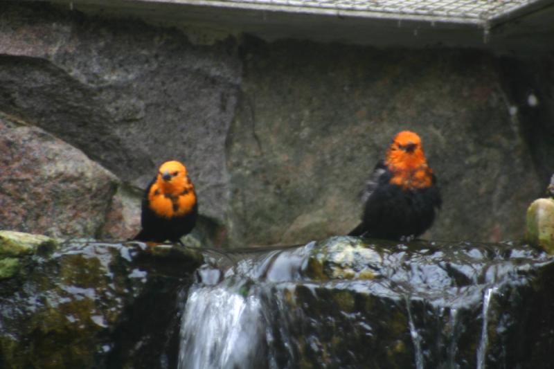 2005-08-24 13:31:55 ** Berlin, Deutschland, Zoo ** Vögel am Wasserfall.