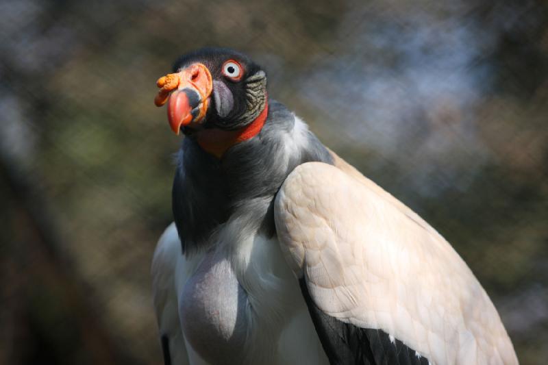 2010-04-13 16:11:19 ** Deutschland, Walsrode, Zoo ** 