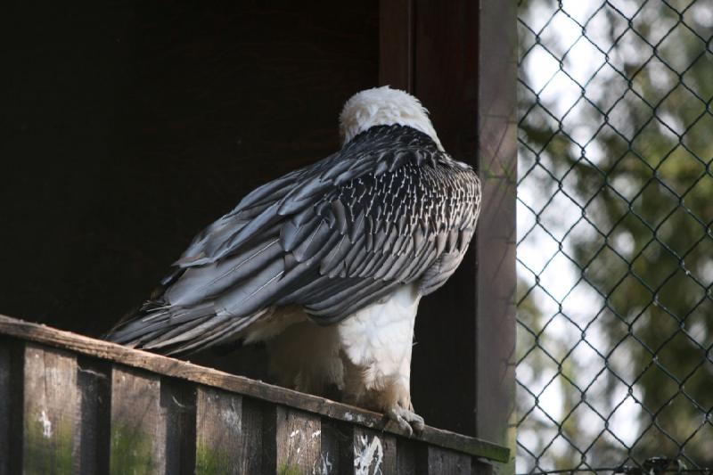 2010-04-13 16:09:40 ** Deutschland, Walsrode, Zoo ** 