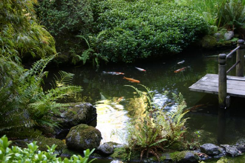 2007-09-02 13:53:22 ** Portland ** Pond with koi.