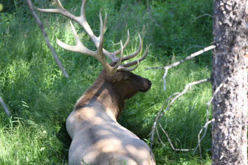 2008-08-16 14:14:21 ** Elk, Yellowstone National Park ** 