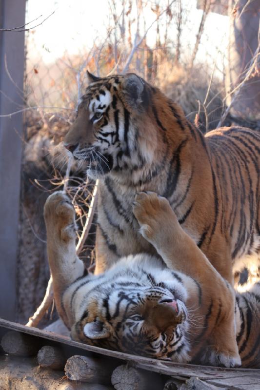 2011-01-23 16:48:43 ** Tiger, Utah, Zoo ** 