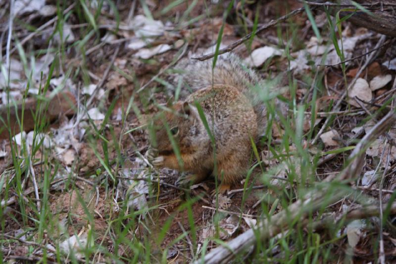 2011-05-29 09:50:39 ** Utah, Zion Nationalpark ** 