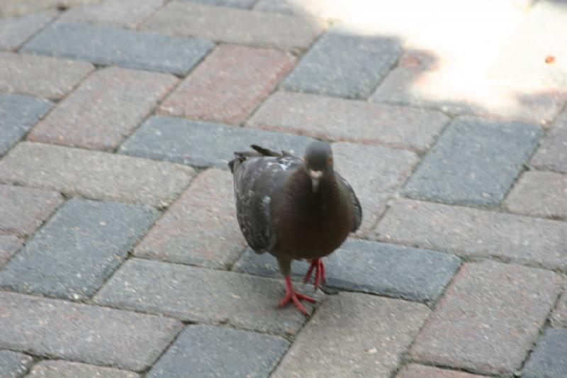 2006-07-22 11:54:56 ** Vail ** Pigeons can probably be found everywhere. 2006-07-22 11:54:56 ** Vail ** Pigeons can probably be found everywhere.