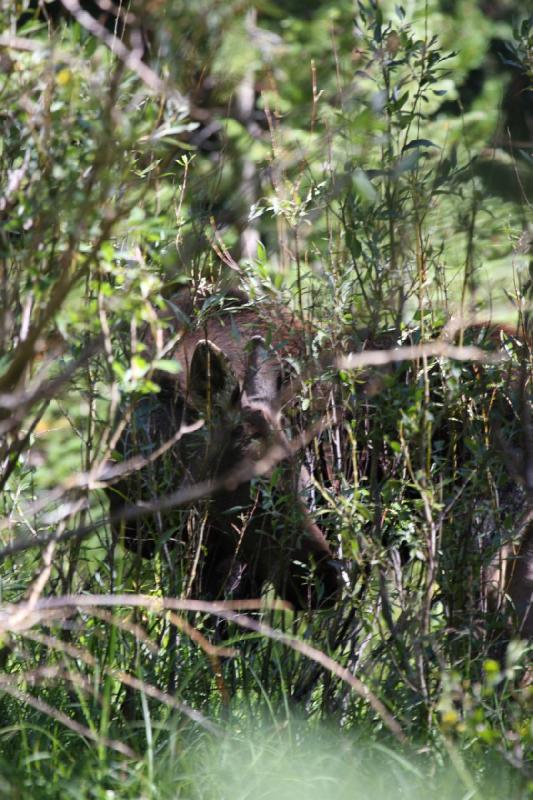 2010-08-21 10:55:22 ** Moose, Uinta Mountains ** 