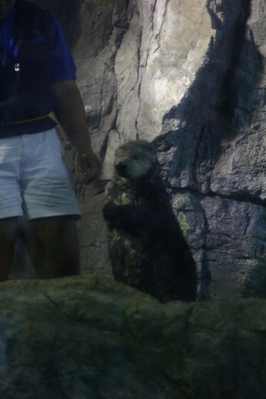 2007-10-13 10:54:40 ** Aquarium, California, Zoo ** Sea otter feeding.