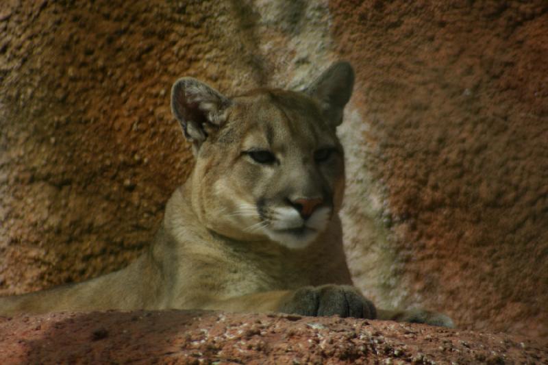 2007-03-11 14:00:18 ** Utah, Zoo ** Puma.