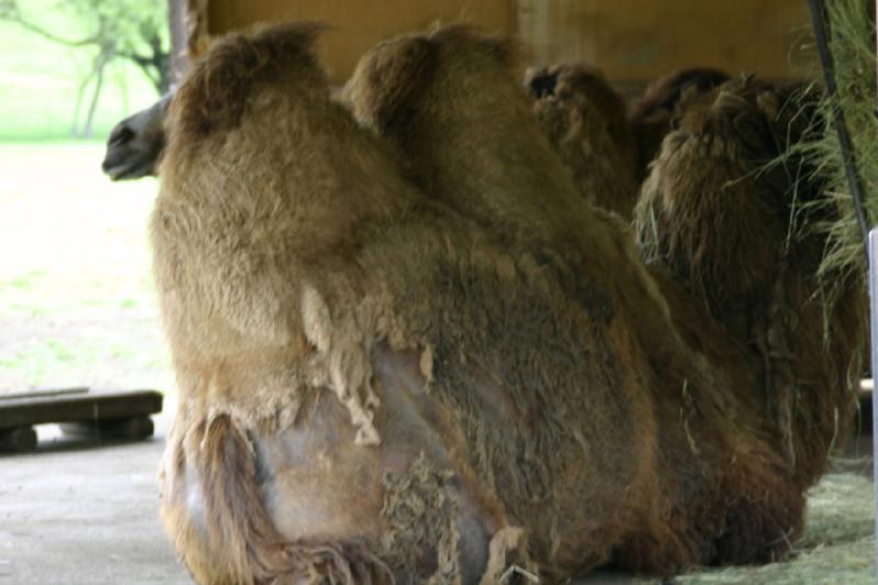 2005-05-07 15:05:13 ** Oregon, Roseburg, Zoo ** Baktrische Kamele.