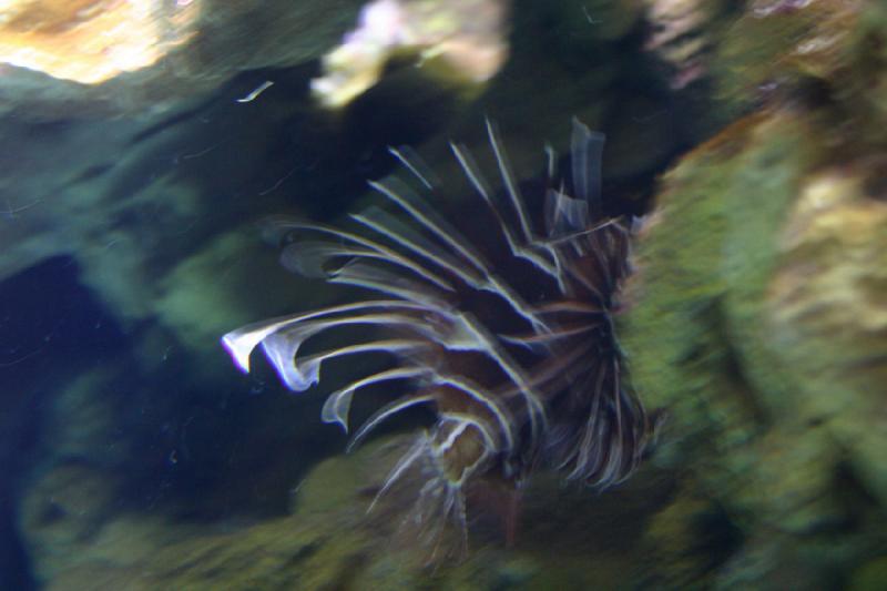 2007-10-13 12:55:42 ** Aquarium, California, Zoo ** Lionfish.