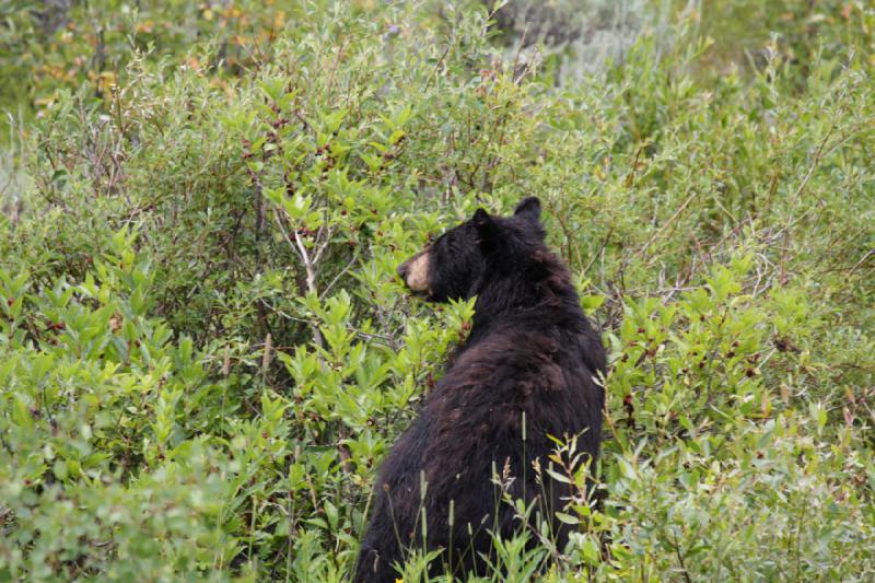 2009-08-05 14:05:43 ** Schwarzbär, Yellowstone Nationalpark ** 