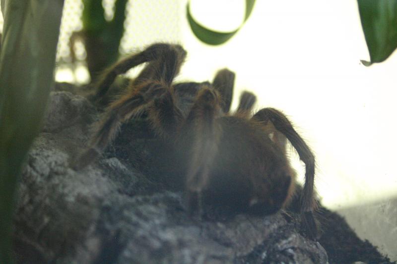 2005-08-25 15:19:53 ** Berlin, Germany, Zoo ** Tarantula. 2005-08-25 15:19:53 ** Berlin, Germany, Zoo ** Tarantula.