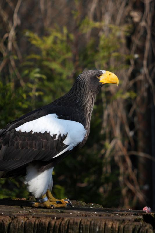 2010-04-13 16:22:23 ** Deutschland, Walsrode, Zoo ** 