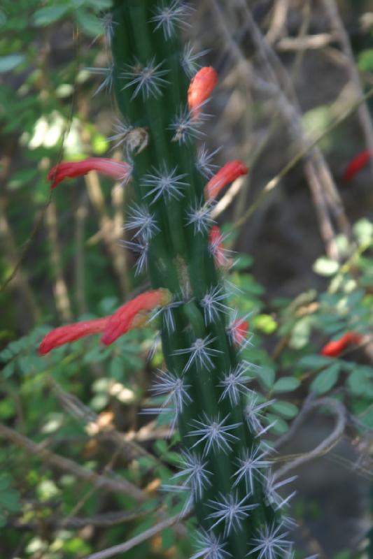 2006-06-17 18:32:02 ** Botanischer Garten, Kaktus, Tucson ** Kakteenblüte.