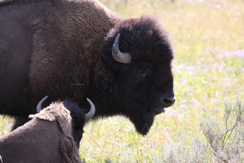 2008-08-15 17:14:37 ** Bison, Yellowstone National Park ** 