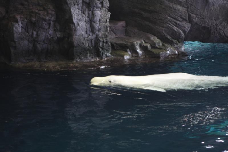 2014-03-12 14:04:30 ** Chicago, Illinois, Shedd Aquarium ** 