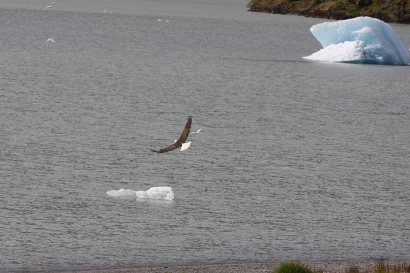 2012-06-20 16:31:47 ** Alaska, Juneau, Kreuzfahrt, Weißkopfseeadler ** 