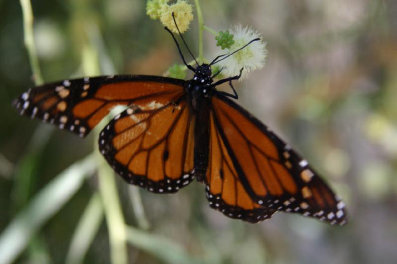 2007-10-27 13:31:32 ** Botanischer Garten, Phoenix ** Monarchfalter.