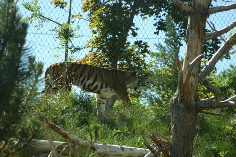 2007-06-18 10:15:20 ** Tiger, Utah, Zoo ** Sibirischer Tiger.