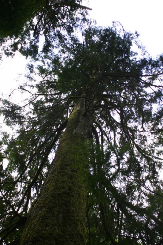 2005-05-06 17:24:55 ** Multnomah Falls ** The sitka spruces around here grow extremely large.