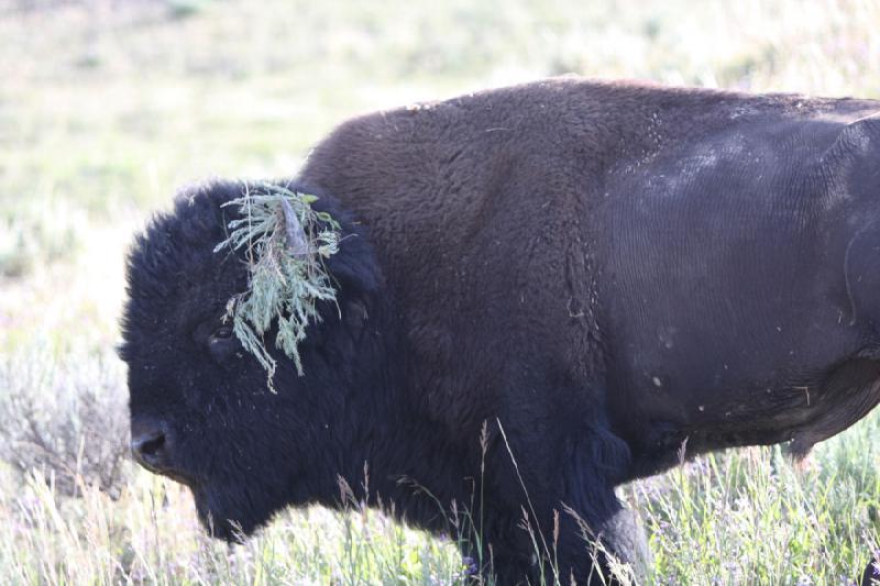 2008-08-15 17:31:56 ** Bison, Yellowstone National Park ** 