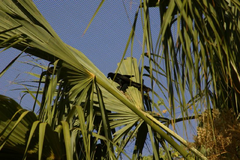 2006-06-17 18:31:12 ** Botanischer Garten, Tucson ** Vogel in einer Palme.