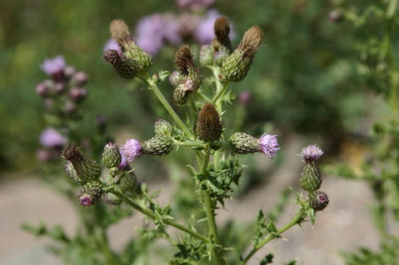 2006-07-23 12:41:42 ** Vail ** Distel am Straßenrand.