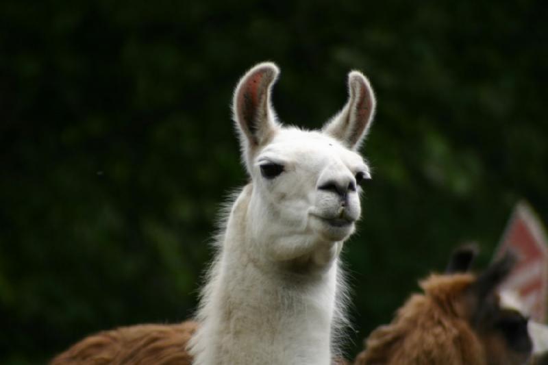 2005-05-07 14:42:50 ** Oregon, Roseburg, Zoo ** Llama.