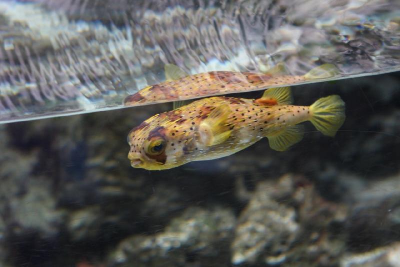 2014-03-12 14:48:10 ** Chicago, Illinois, Shedd Aquarium ** 