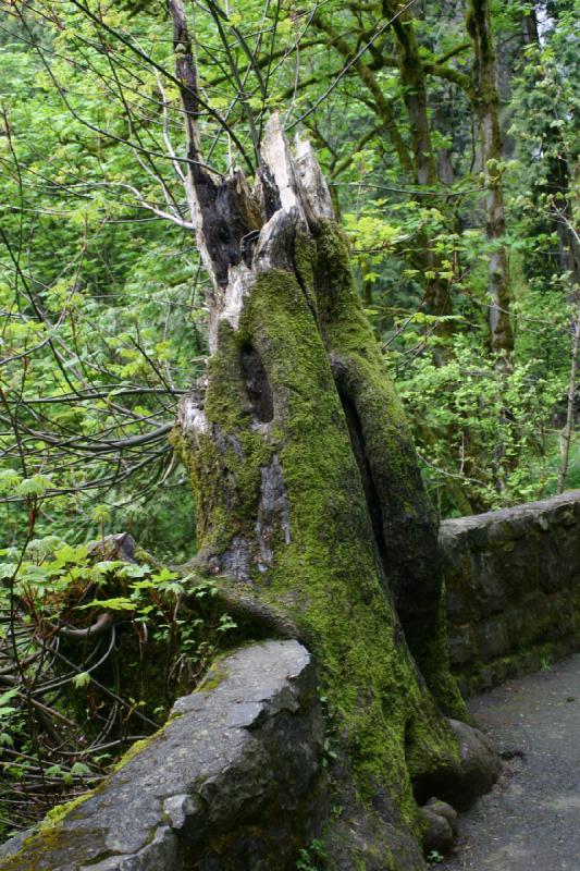 2005-05-06 17:22:38 ** Multnomah Falls ** Only the stump remains.