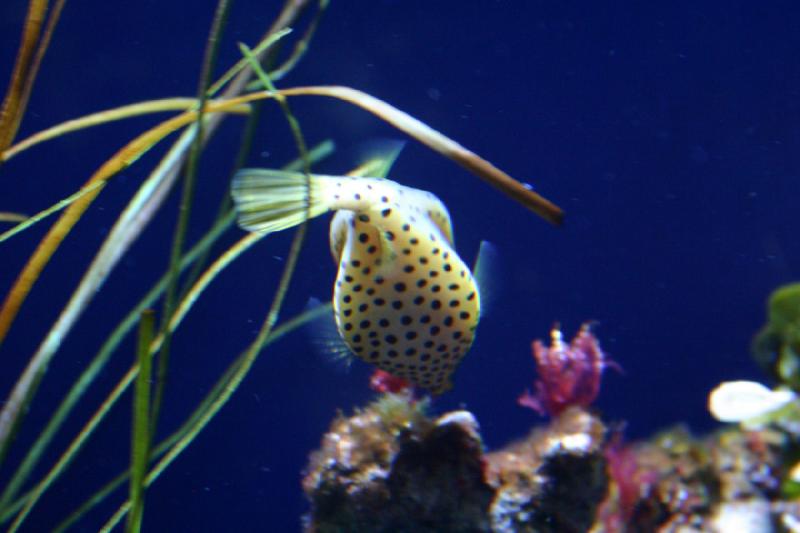 2007-10-13 13:07:00 ** Aquarium, Kalifornien, Zoo ** Kugelfisch.