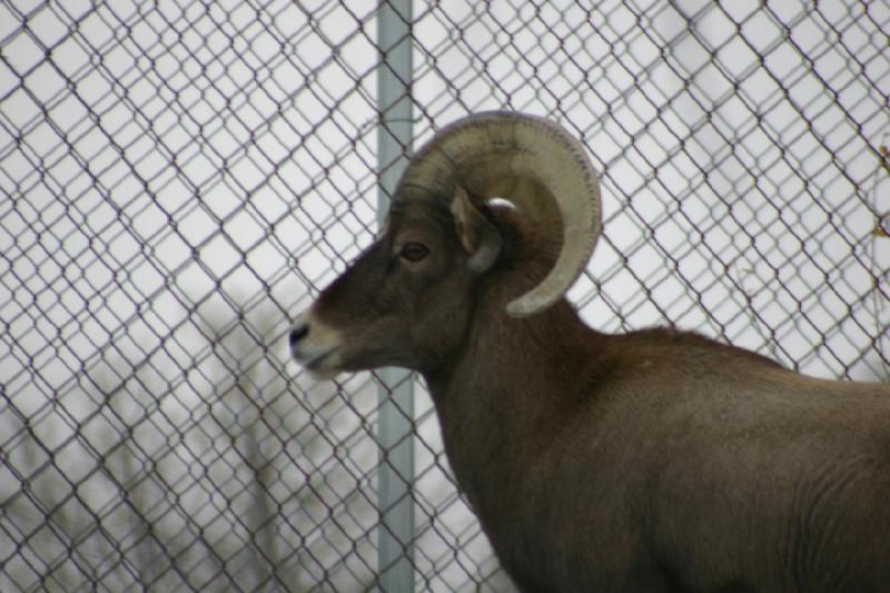 2007-12-09 16:03:34 ** Utah, Zoo ** Dickhornschaf.