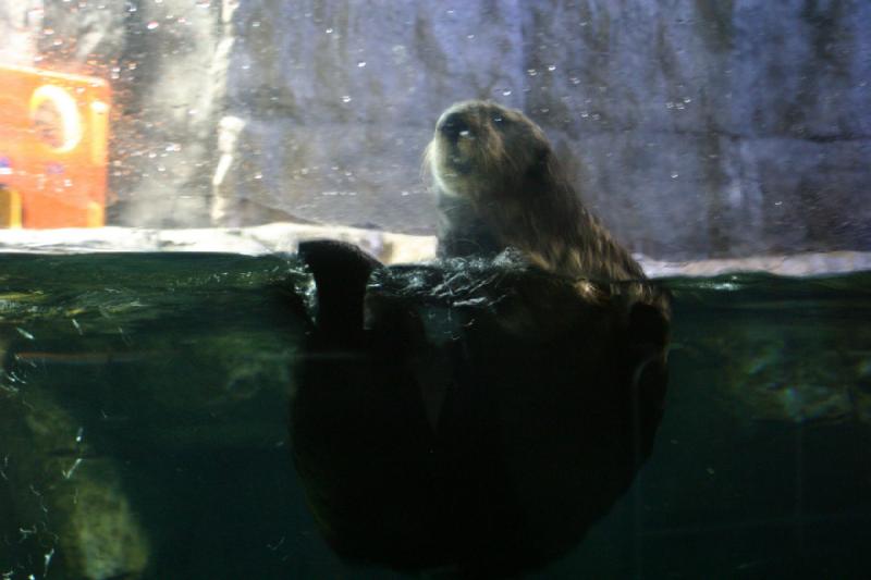 2007-10-13 10:41:52 ** Aquarium, Kalifornien, Zoo ** Seeotter.