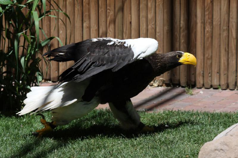 2011-07-15 15:03:50 ** Riesenseeadler, Utah, Zoo ** 