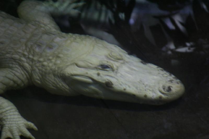 2007-05-06 15:37:24 ** Utah, Zoo ** Weißer Alligator.