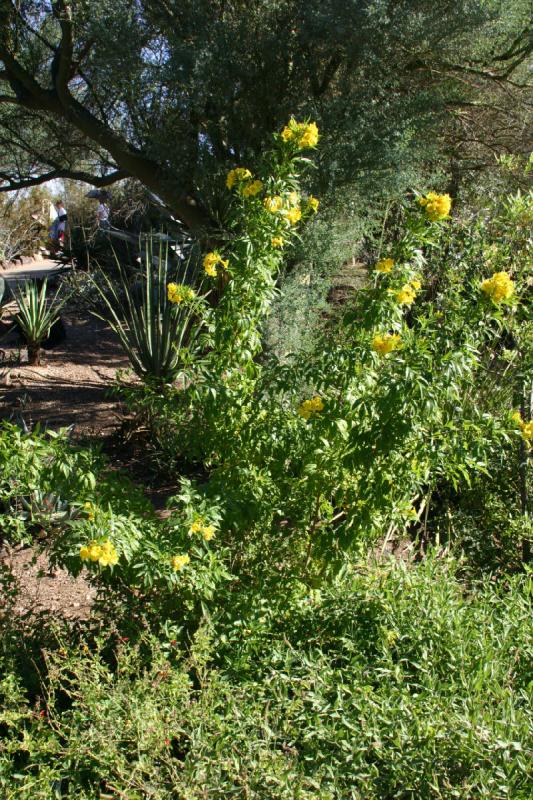 2007-10-27 14:20:30 ** Botanischer Garten, Phoenix ** Gelbe Blüten an einem Strauch.