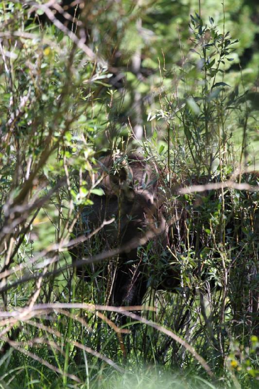 2010-08-21 10:55:24 ** Moose, Uinta Mountains ** 