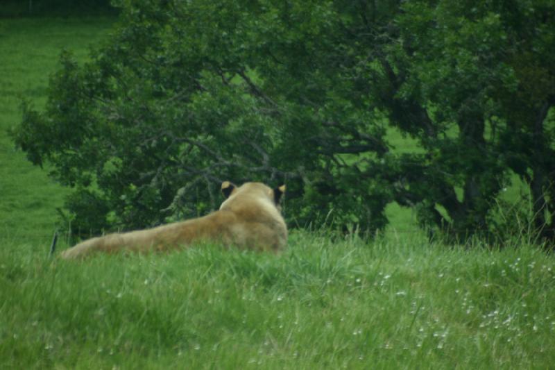 2005-05-07 14:16:12 ** Oregon, Roseburg, Zoo ** The lions had their own enclosure inside the park.