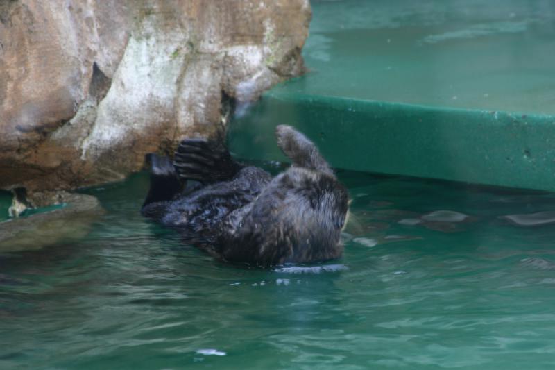 2007-09-01 12:15:08 ** Aquarium, Seattle ** Seeotter.